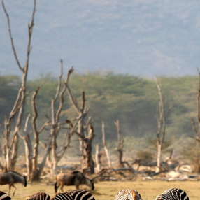 Manyara office